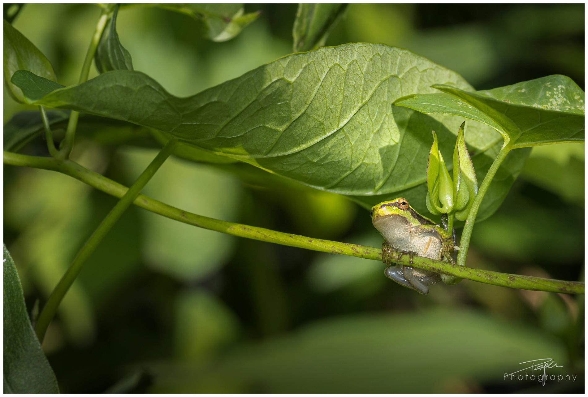 02.07.2024- Frühling