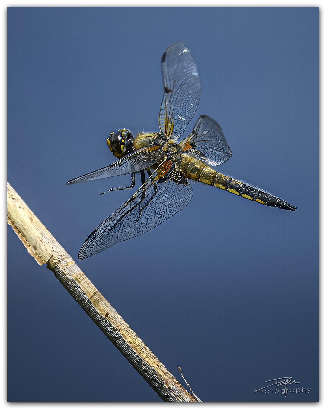 07.06.2024 - Frühling