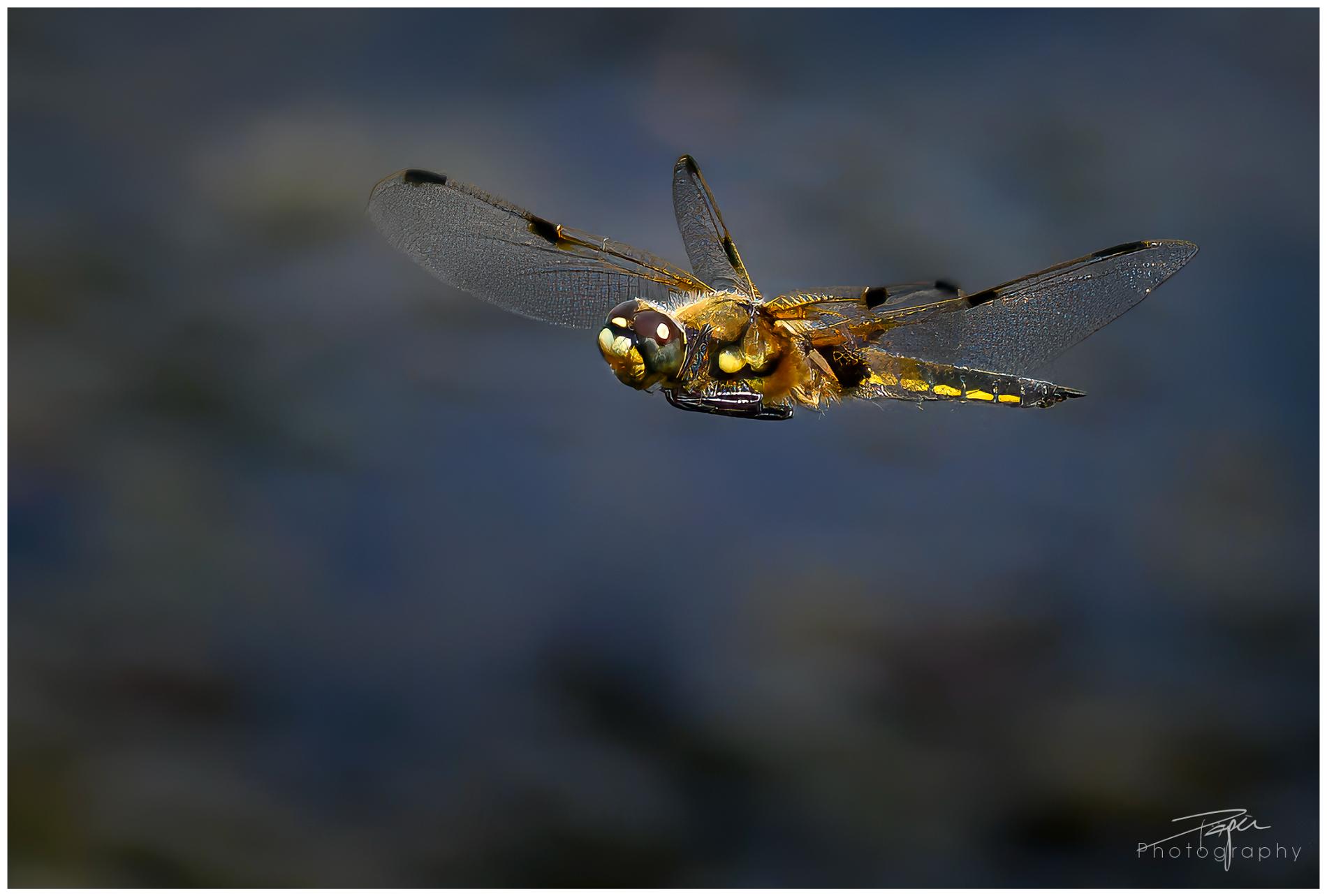 18.06.2024 - Frühling