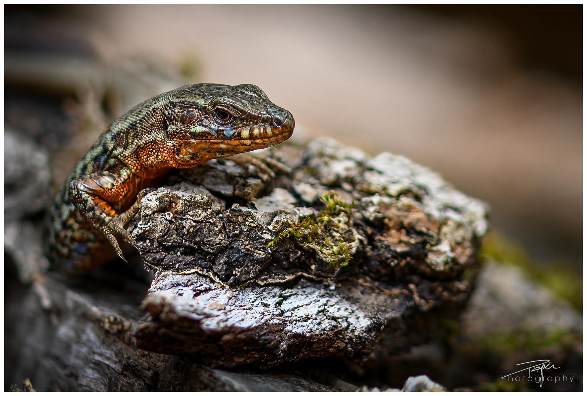 08.04.2024 - Frühling