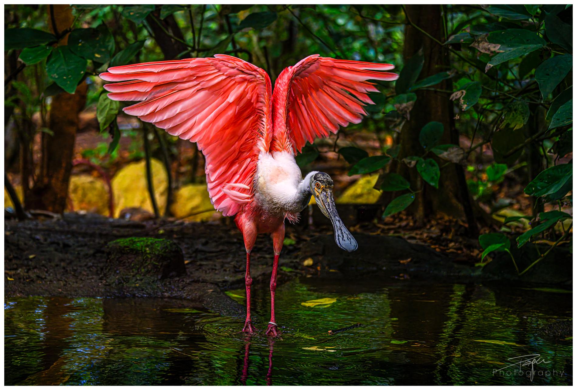 05.03.2024- Papiliorama