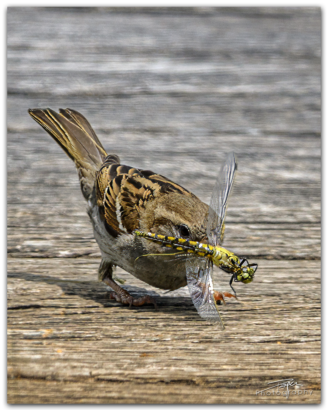 05.06.2024- Frühling