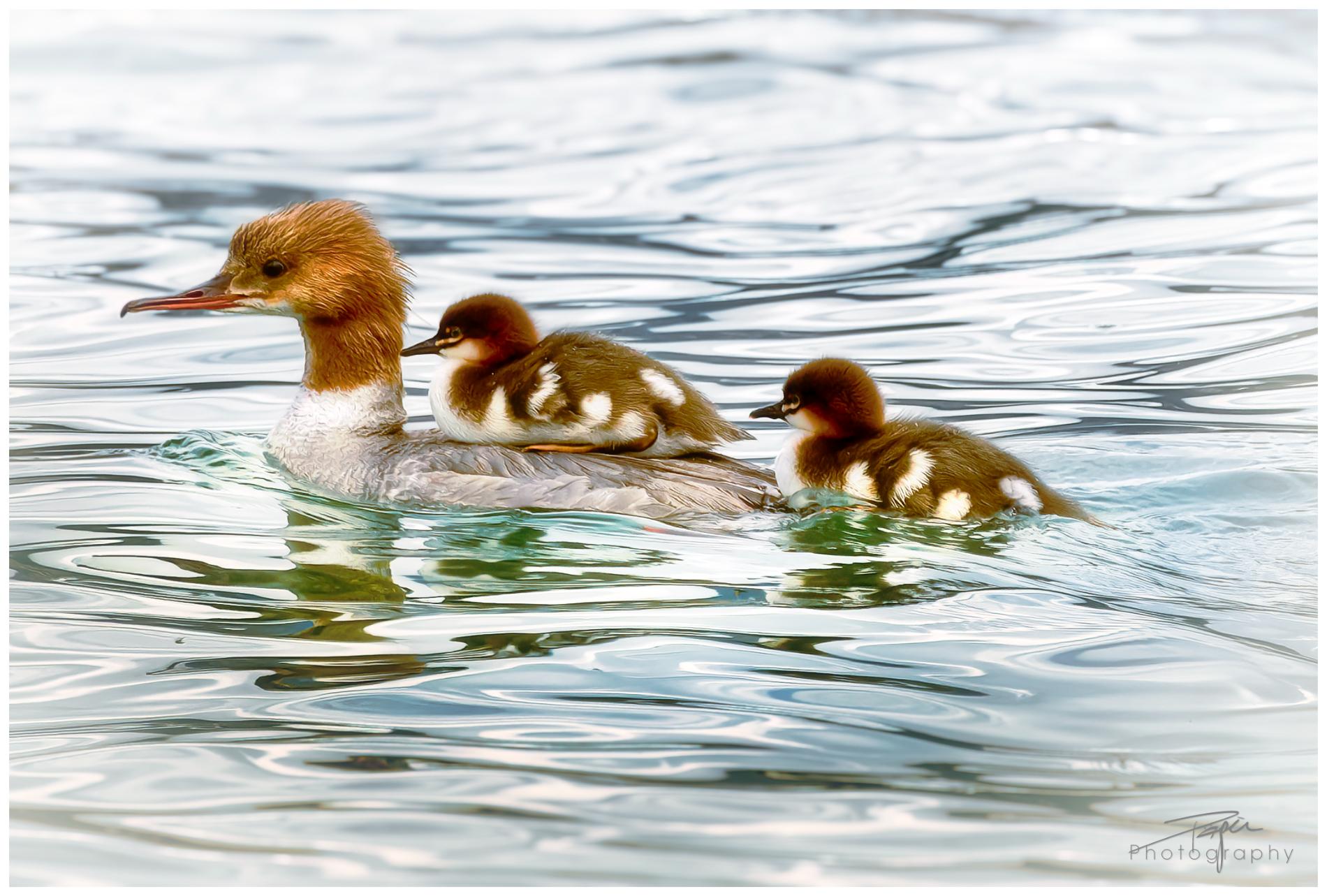 11.06.2024- Frühling