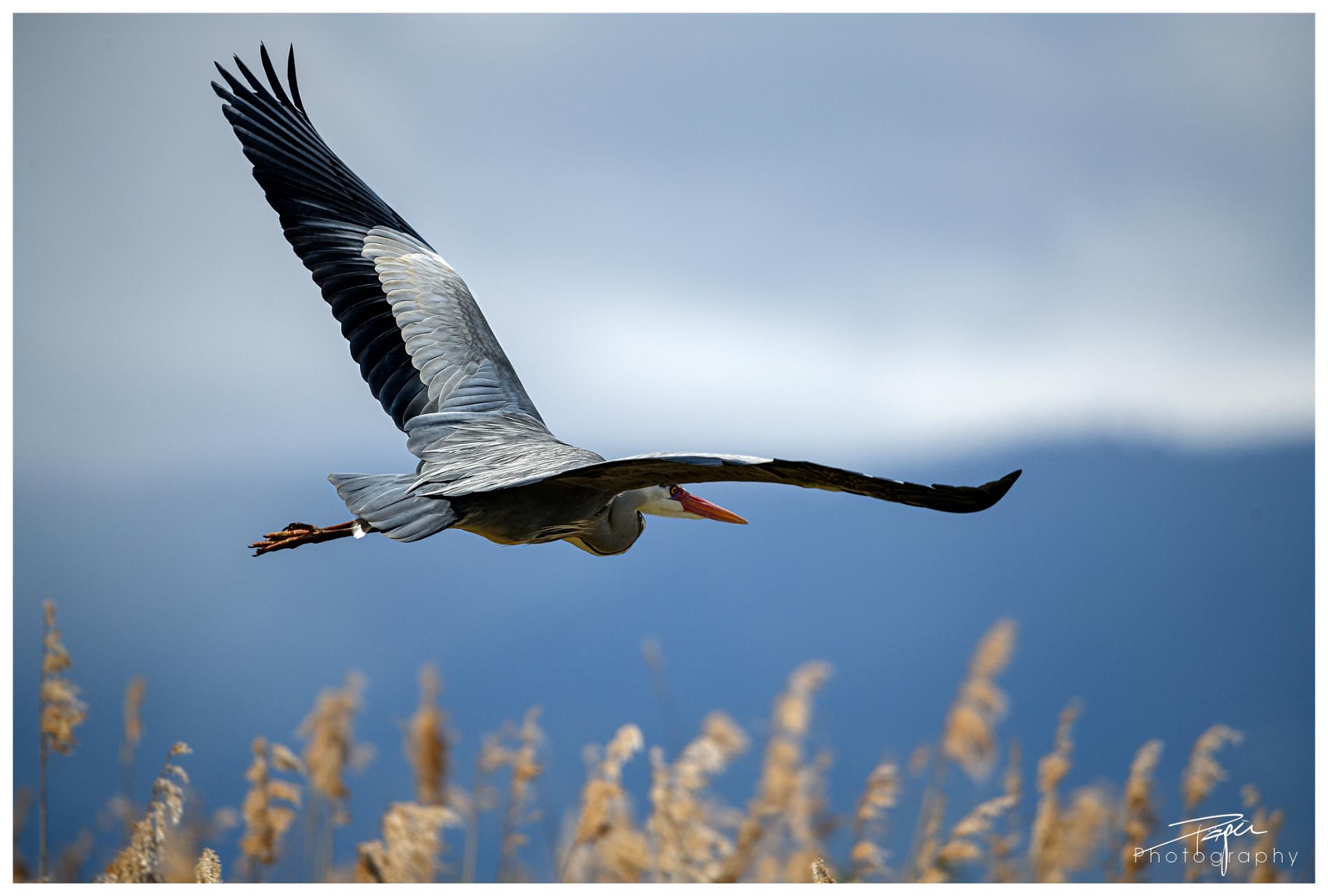16.04.2024- Frühling