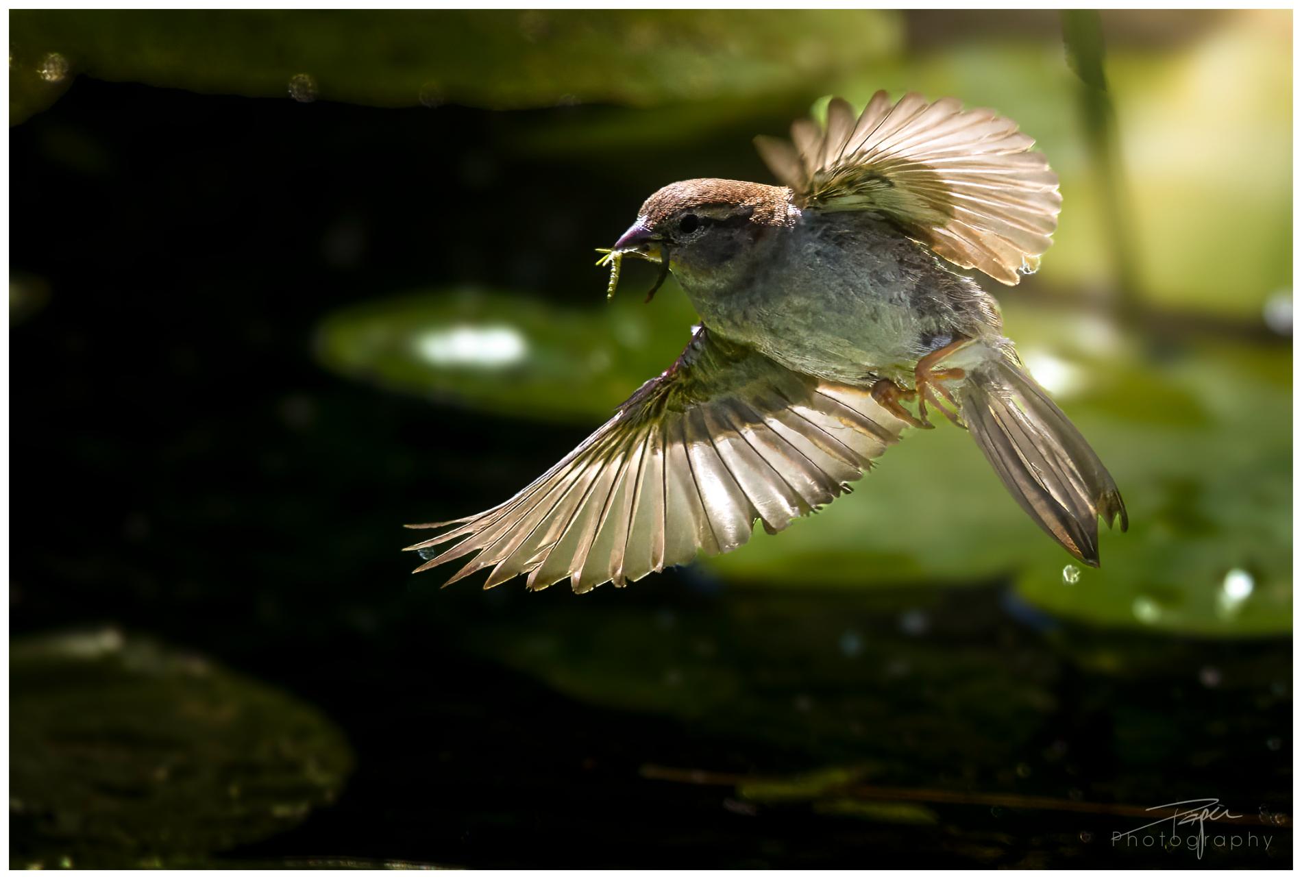 28.05.2024- Frühling