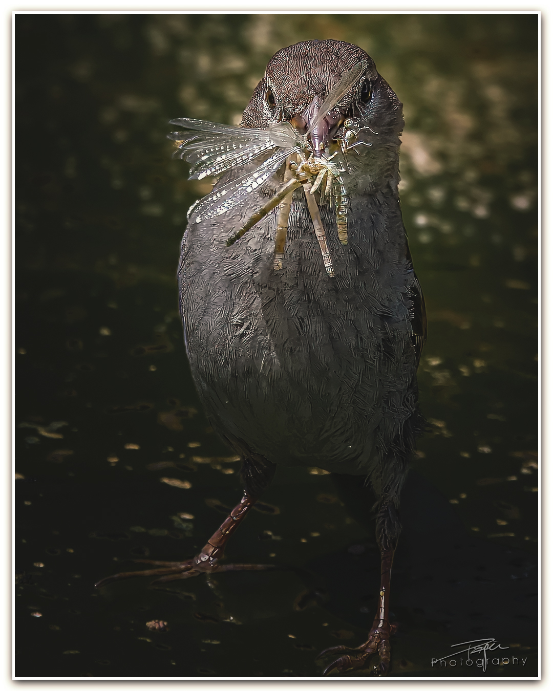 28.05.2024- Frühling