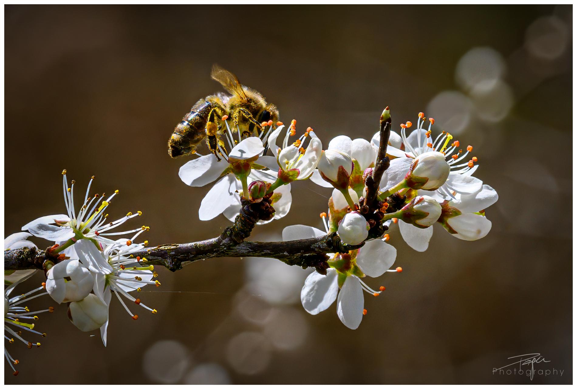 02.04.2024- Frühling