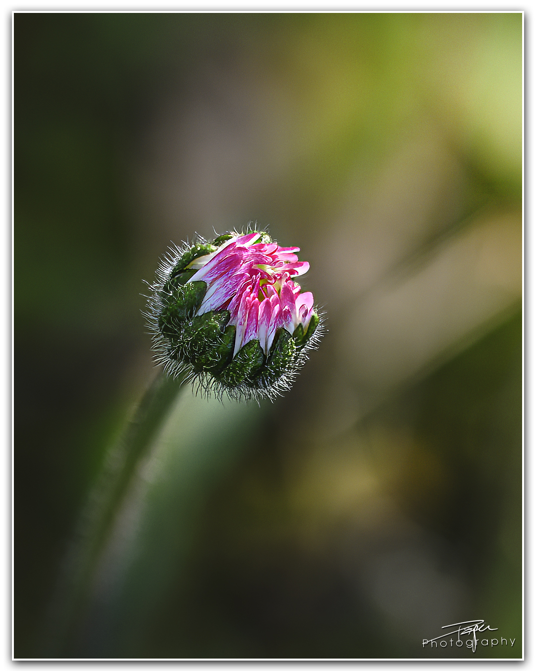 05.04.2024- Frühling