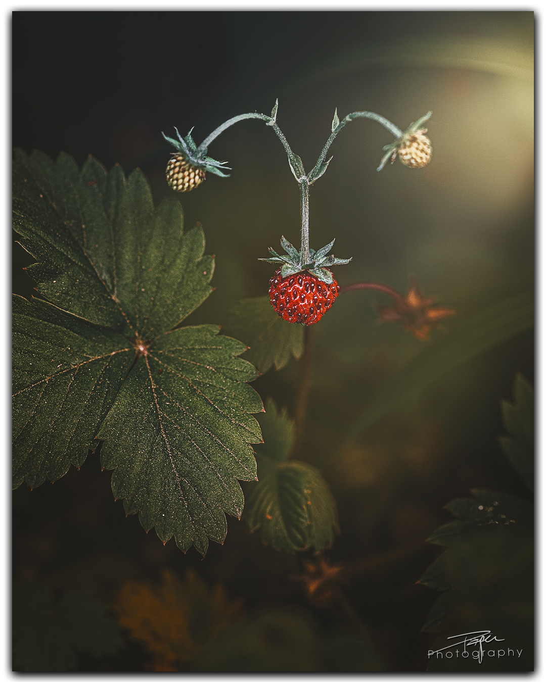 07.06.2024- Frühling