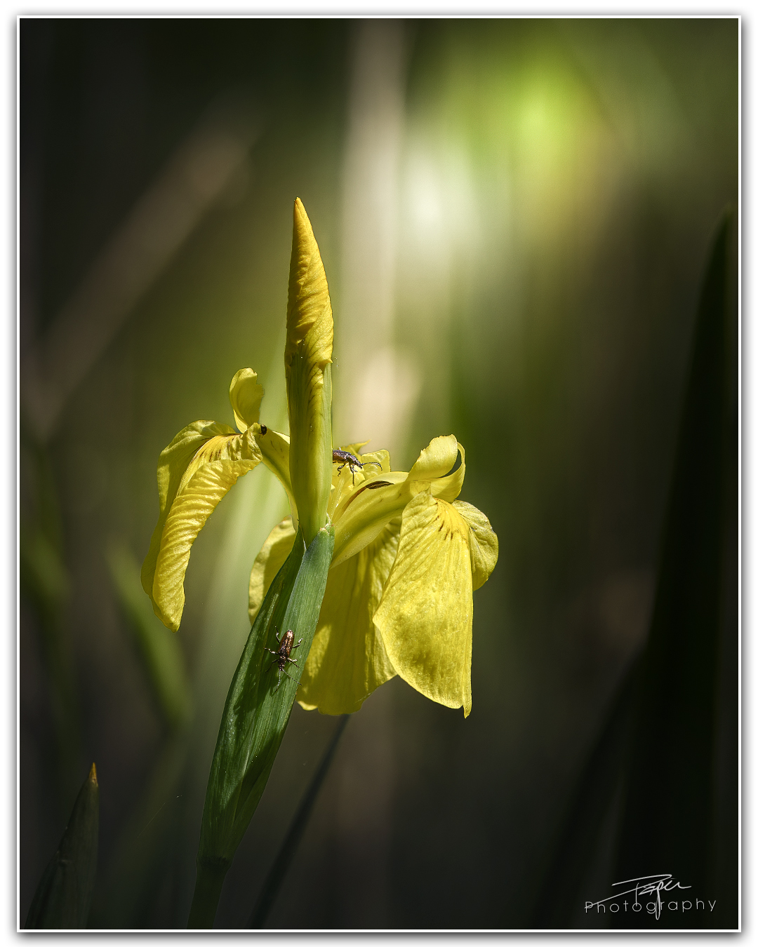 15.05.2024- Frühling