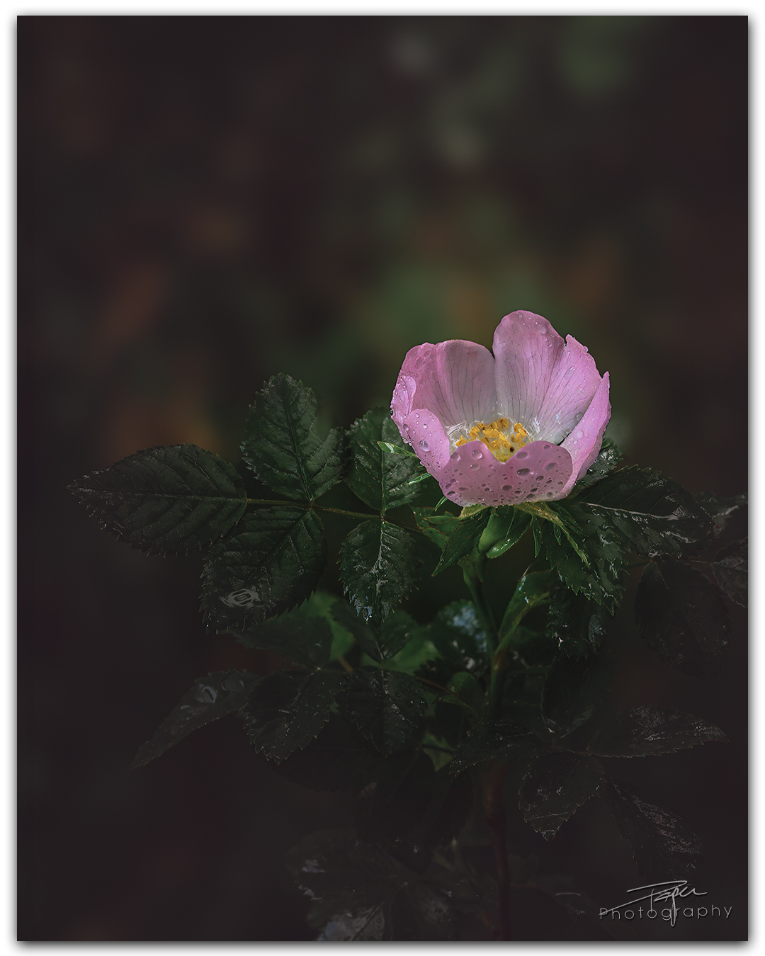 24.05.2024- Frühling