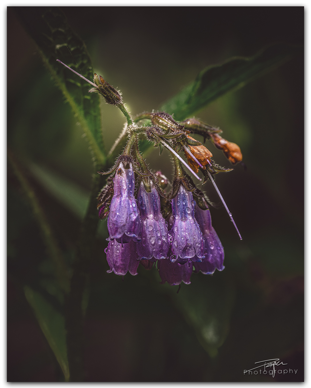 24.05.2024- Frühling