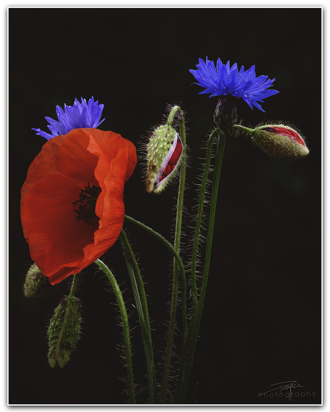 27.05.2024- Frühling