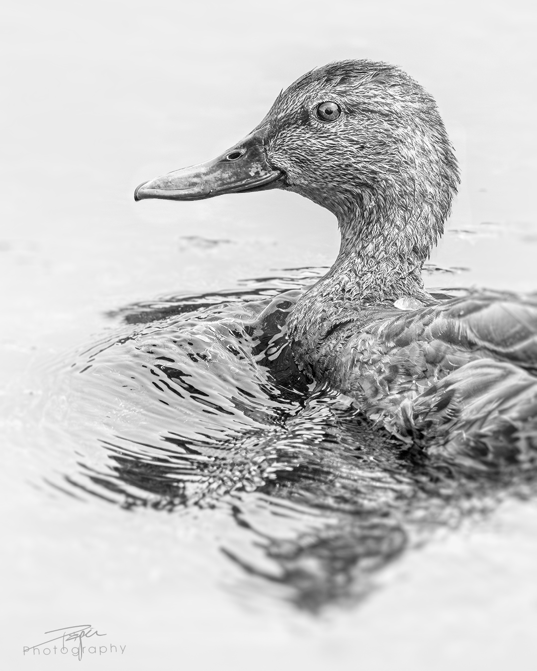  13.06.2025- Frühling