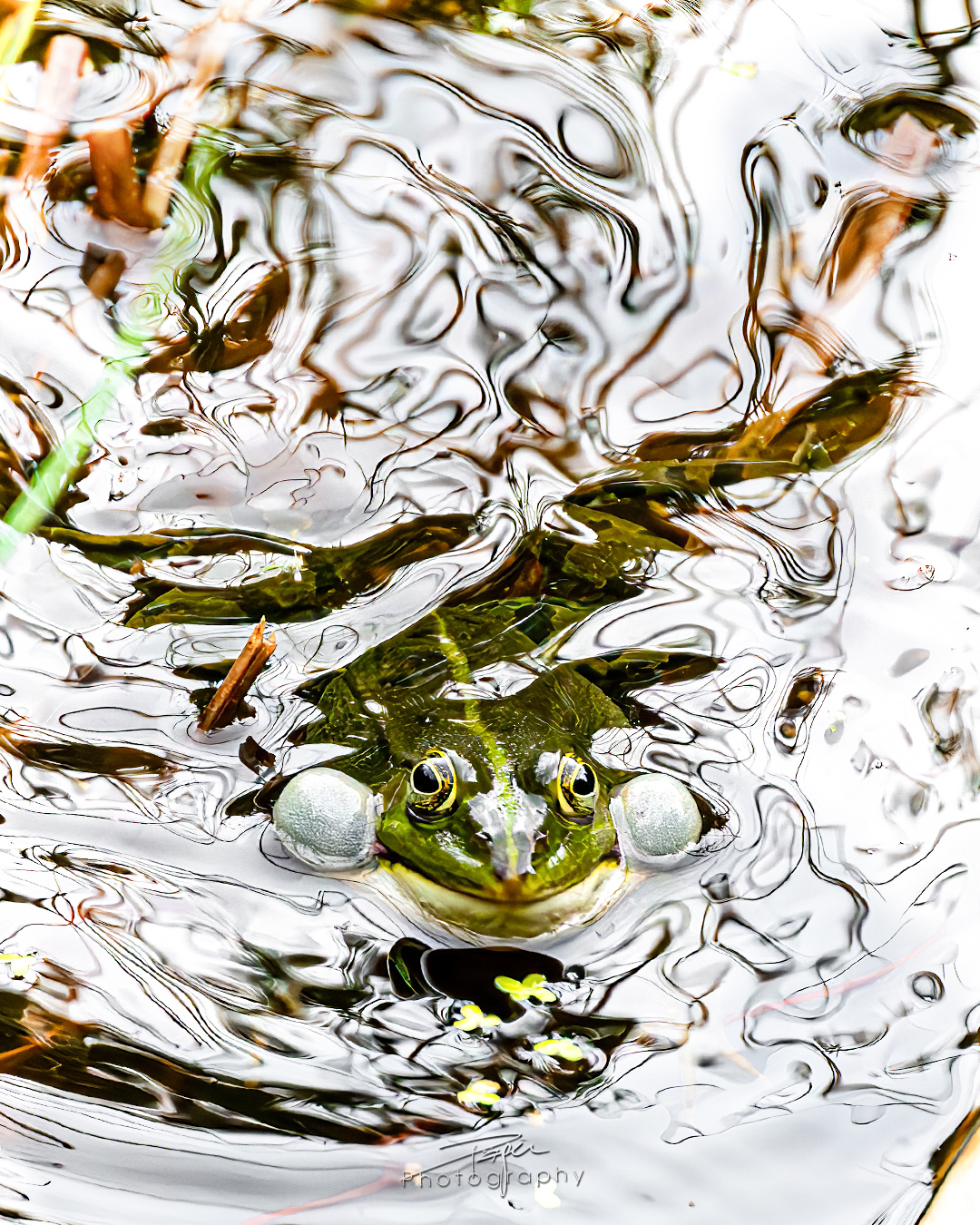 25.05.2025- Frühling