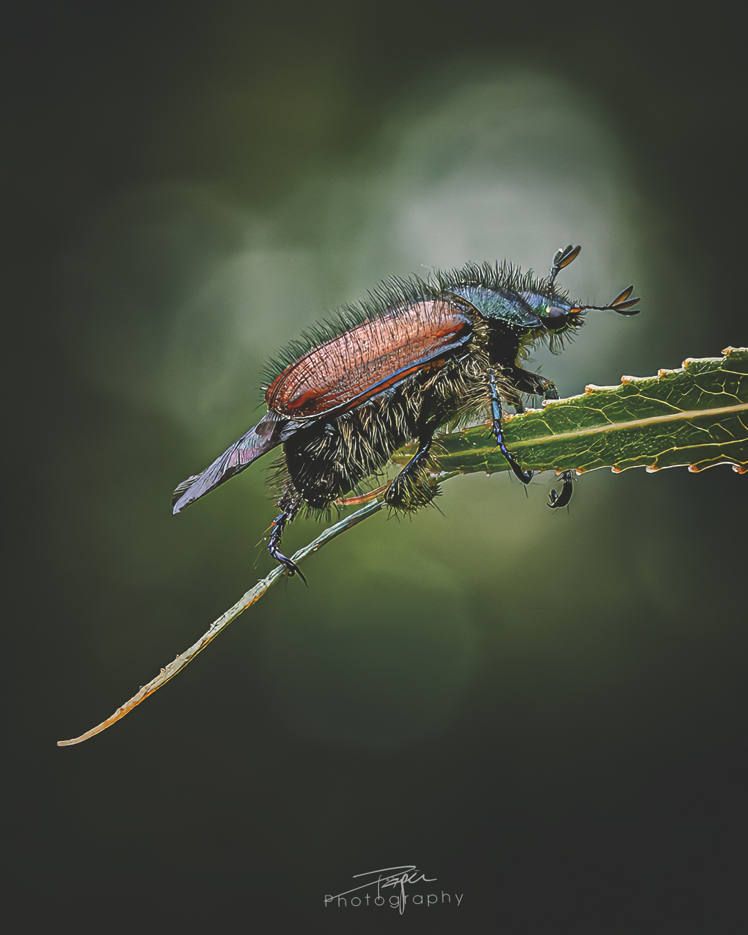 09.06.2025- Frühling