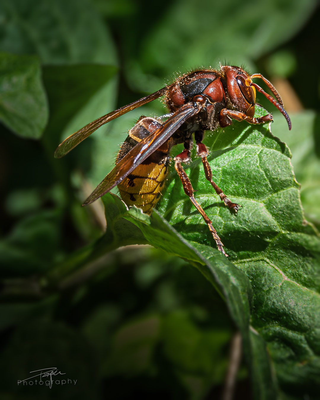 14.05.2025- Frühling