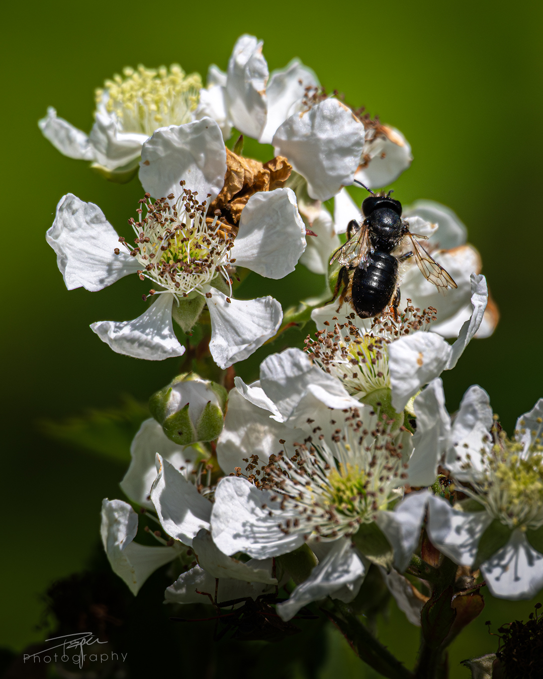 17.06.2025- Frühling