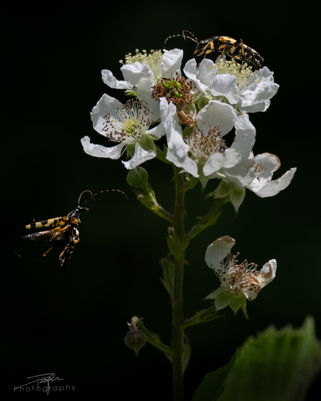 17.06.2025- Frühling
