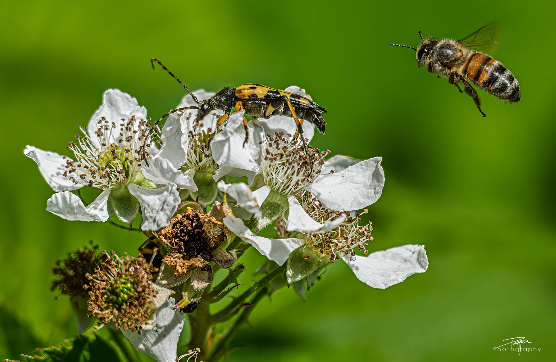 17.06.2025- Frühling
