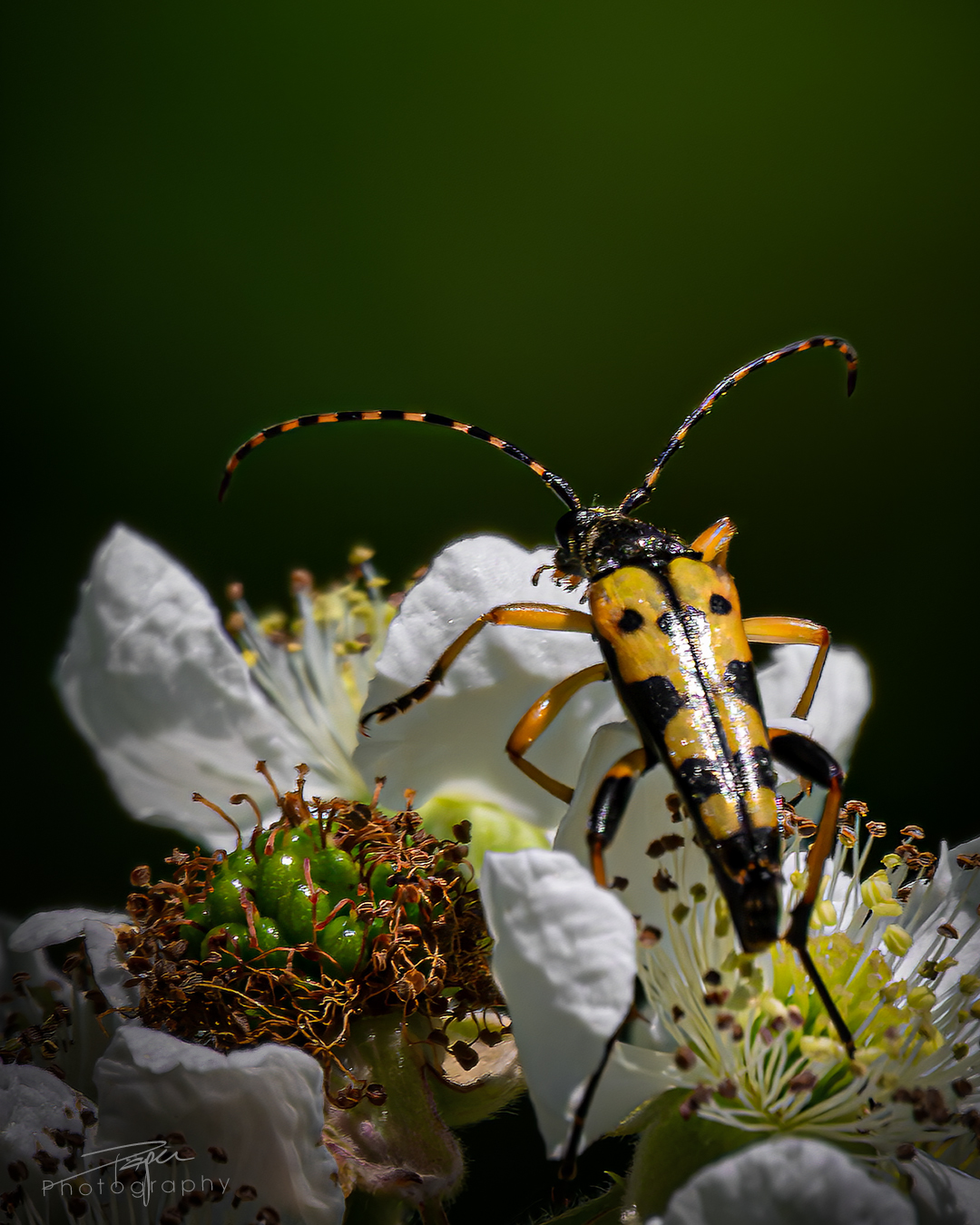 17.06.2025- Frühling