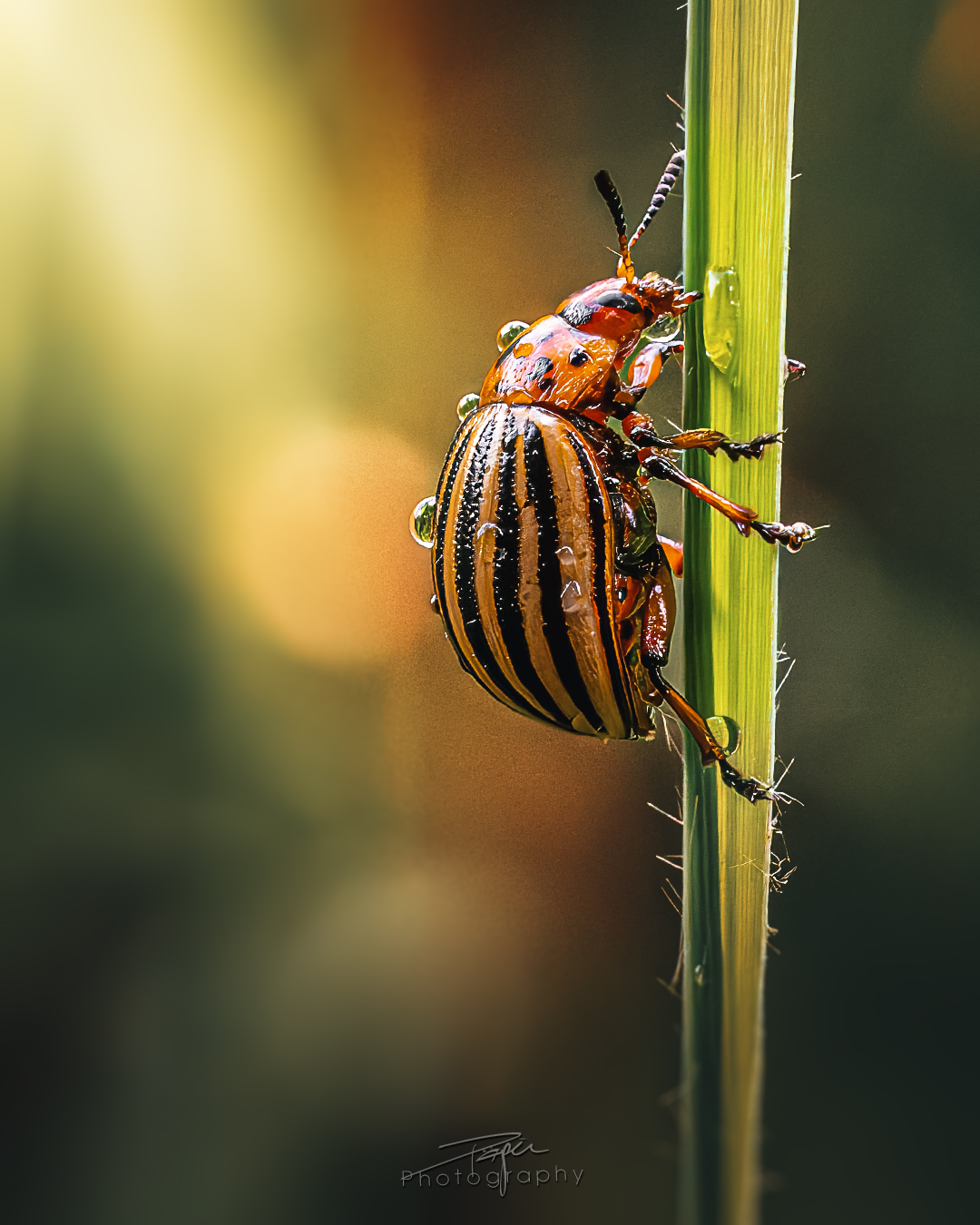 23.05.2025- Frühling
