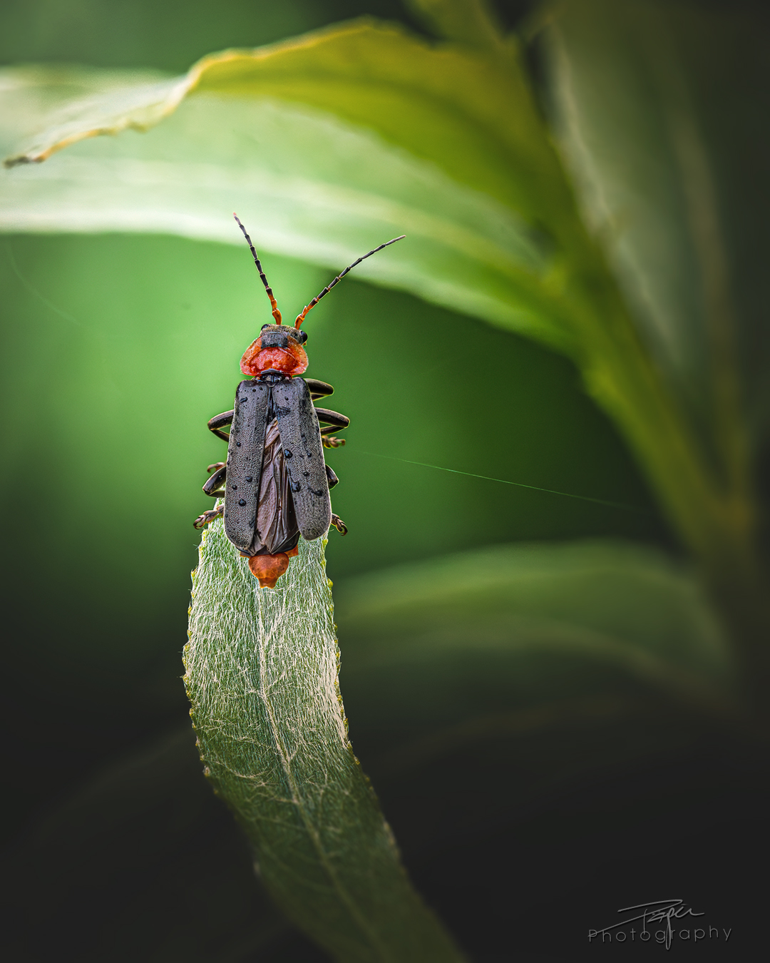 23.05.2025- Frühling