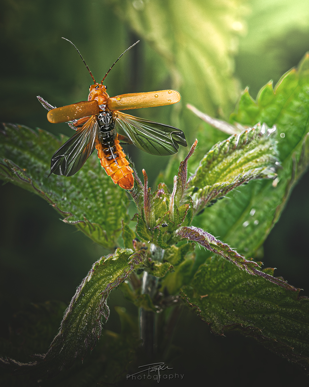 23.05.2025- Frühling
