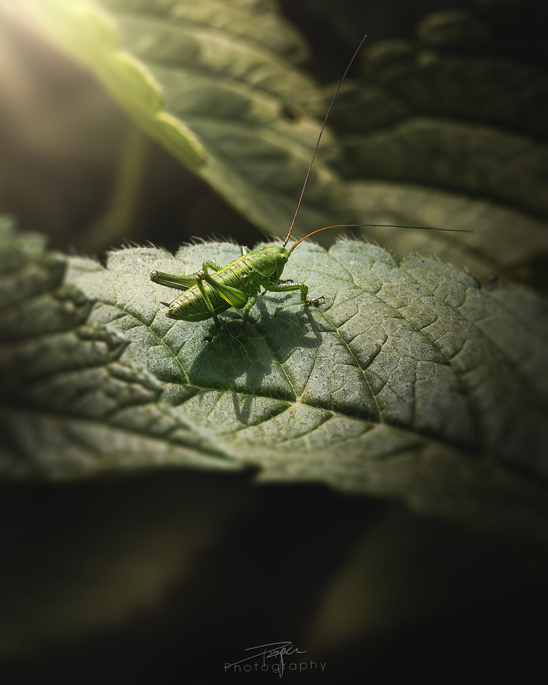 23.05.2025- Frühling