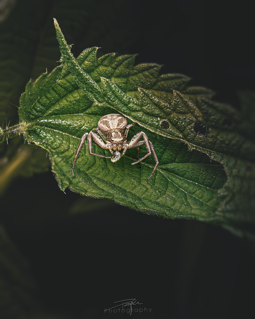 23.05.2025- Frühling