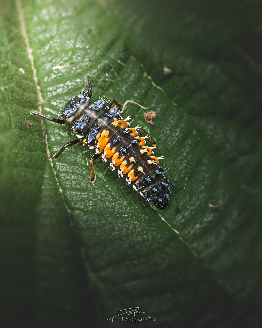 23.05.2025- Frühling