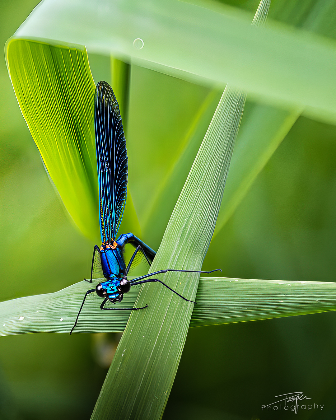 14.05.2025 - Frühling