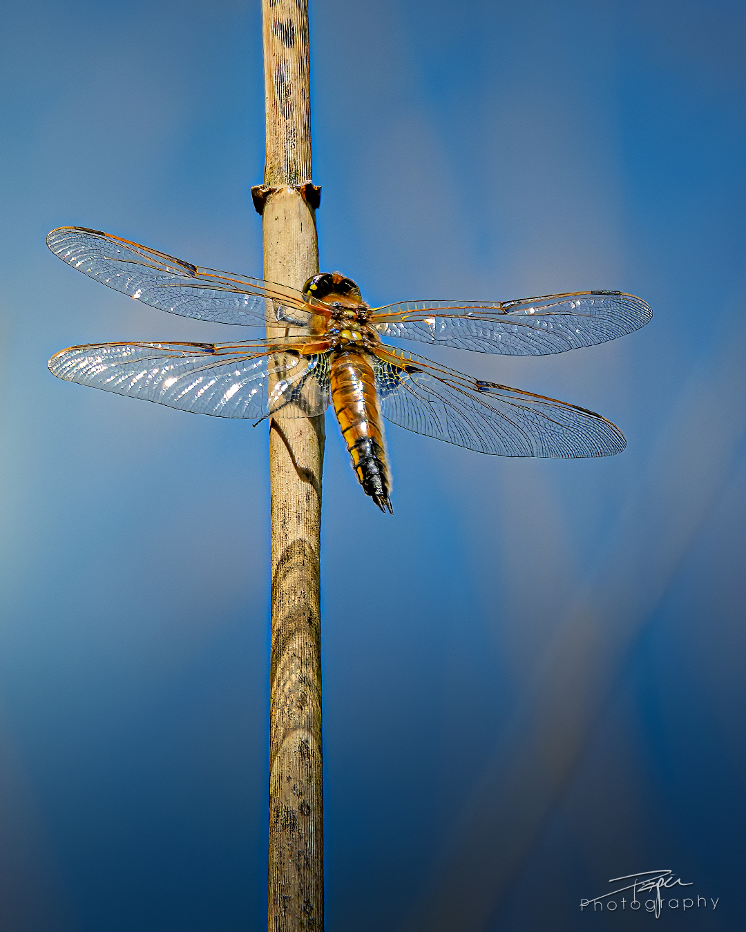 14.05.2025 - Frühling