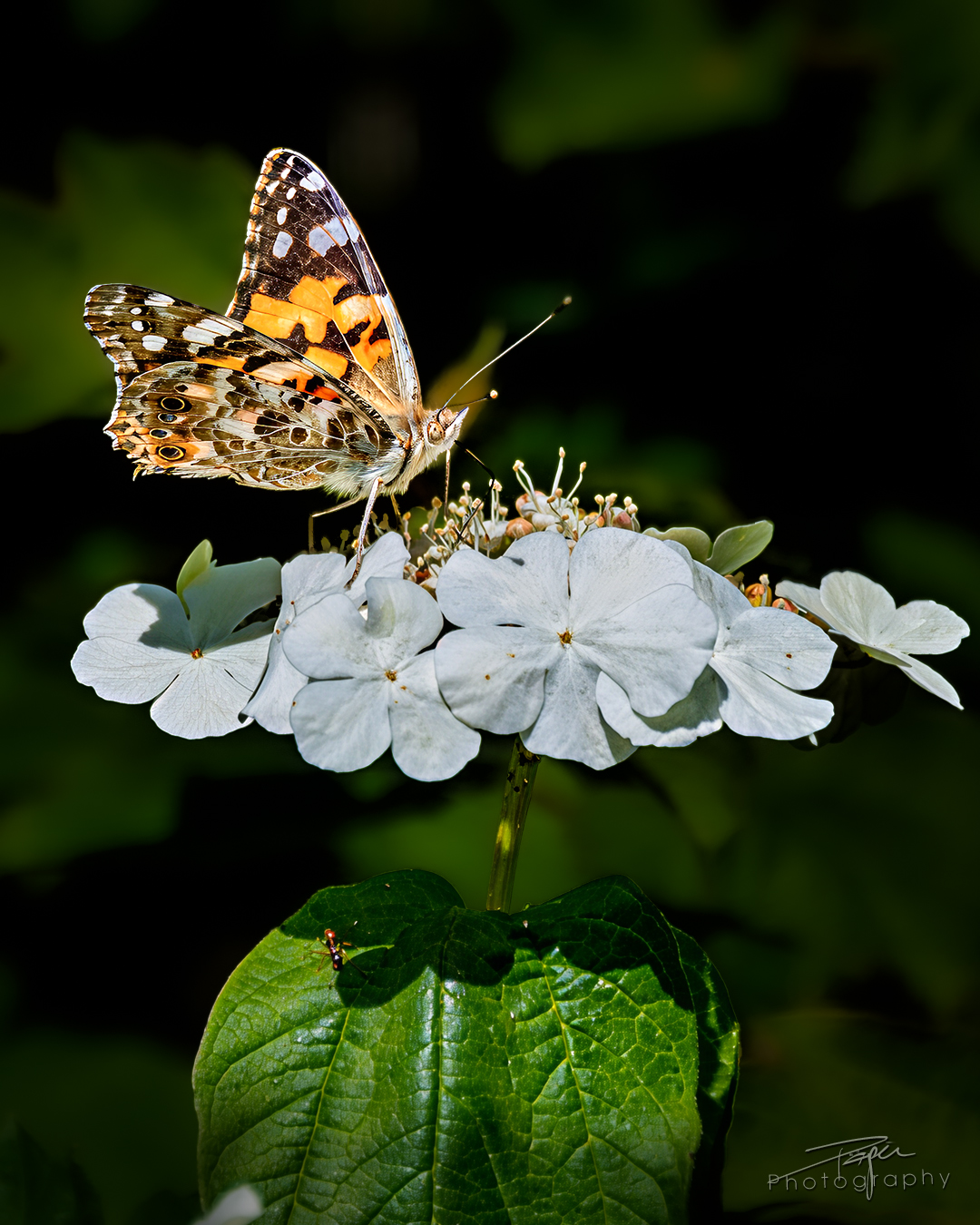 23.05.2025 - Frühling