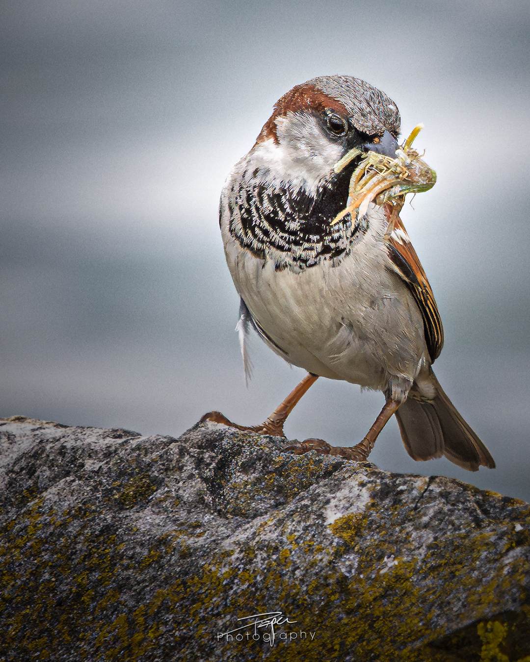 03.06.2025- Frühling