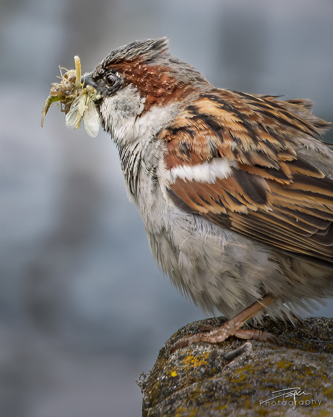 03.06.2025- Frühling