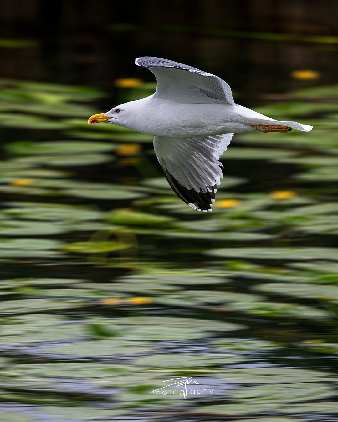 03.06.2025- Frühling