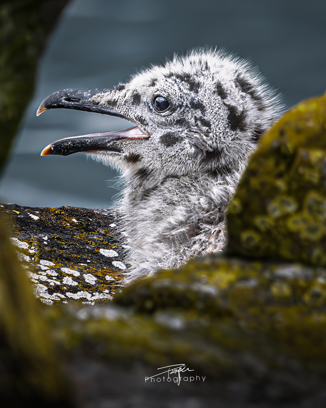 03.06.2025- Frühling