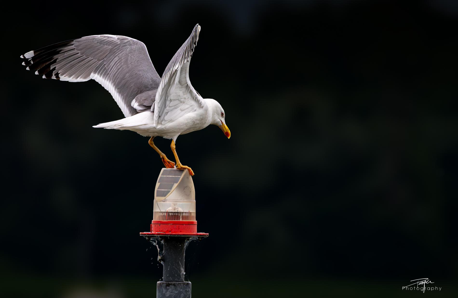 03.06.2025- Frühling