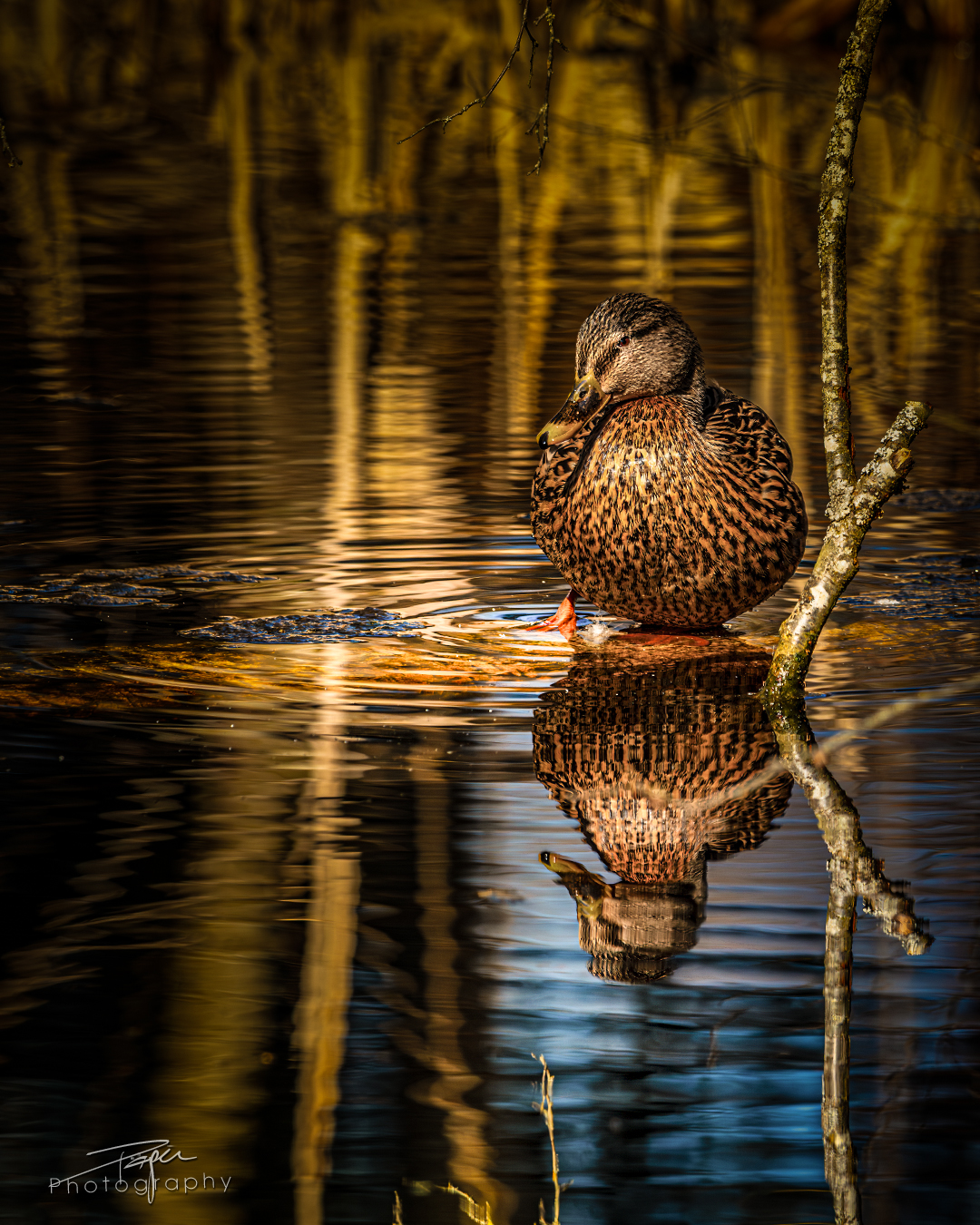 18.04.2025- Frühling
