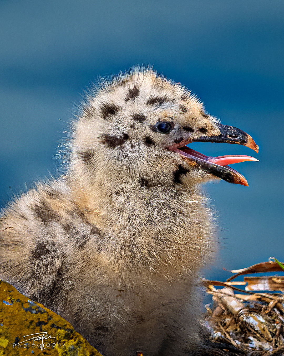 19.05.2025- Frühling