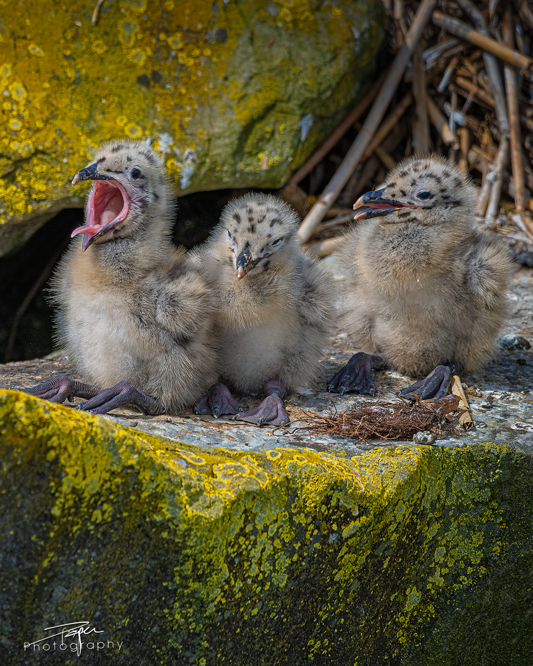 19.05.2025- Frühling