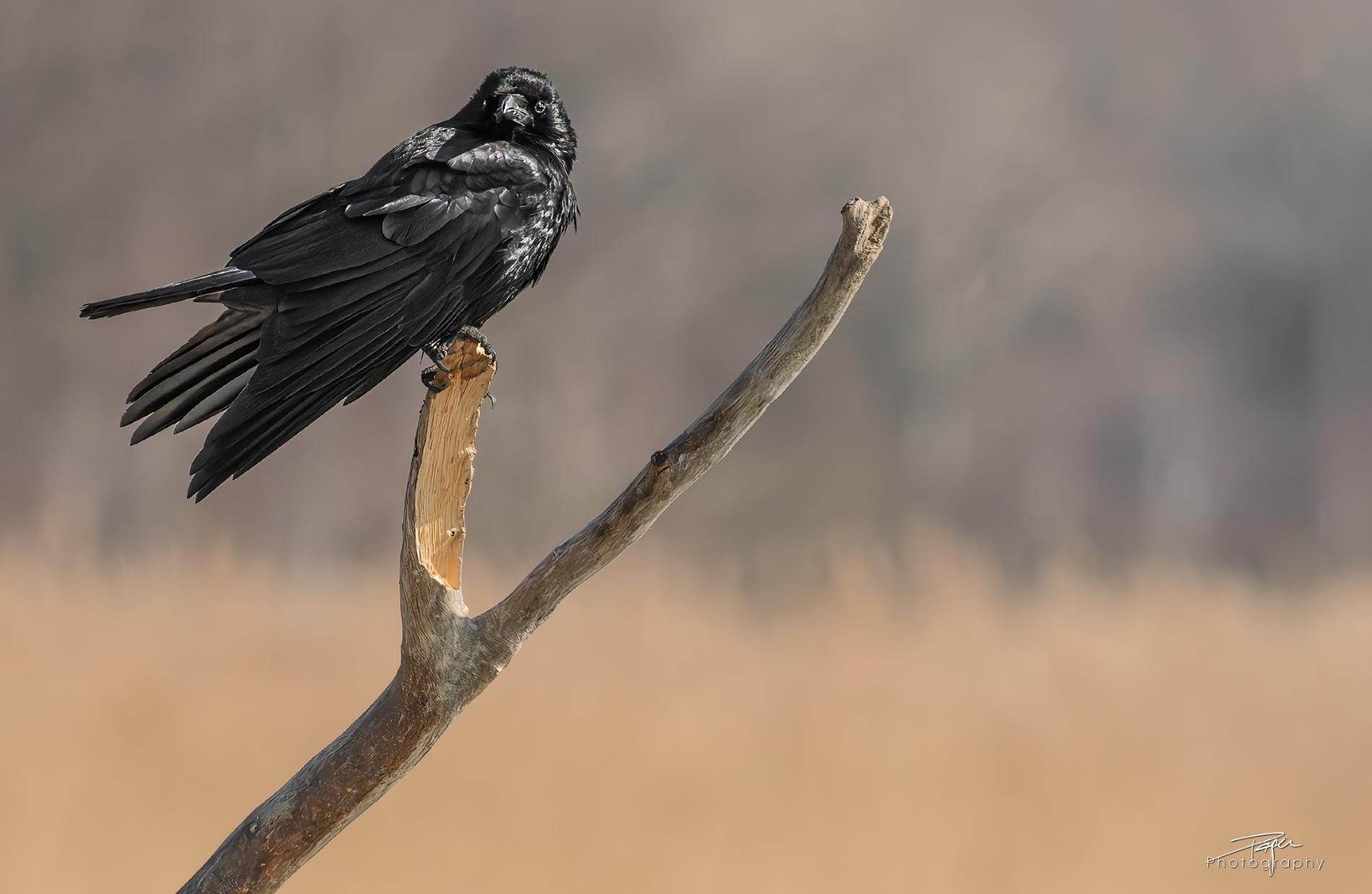 20.03.2025- Frühling