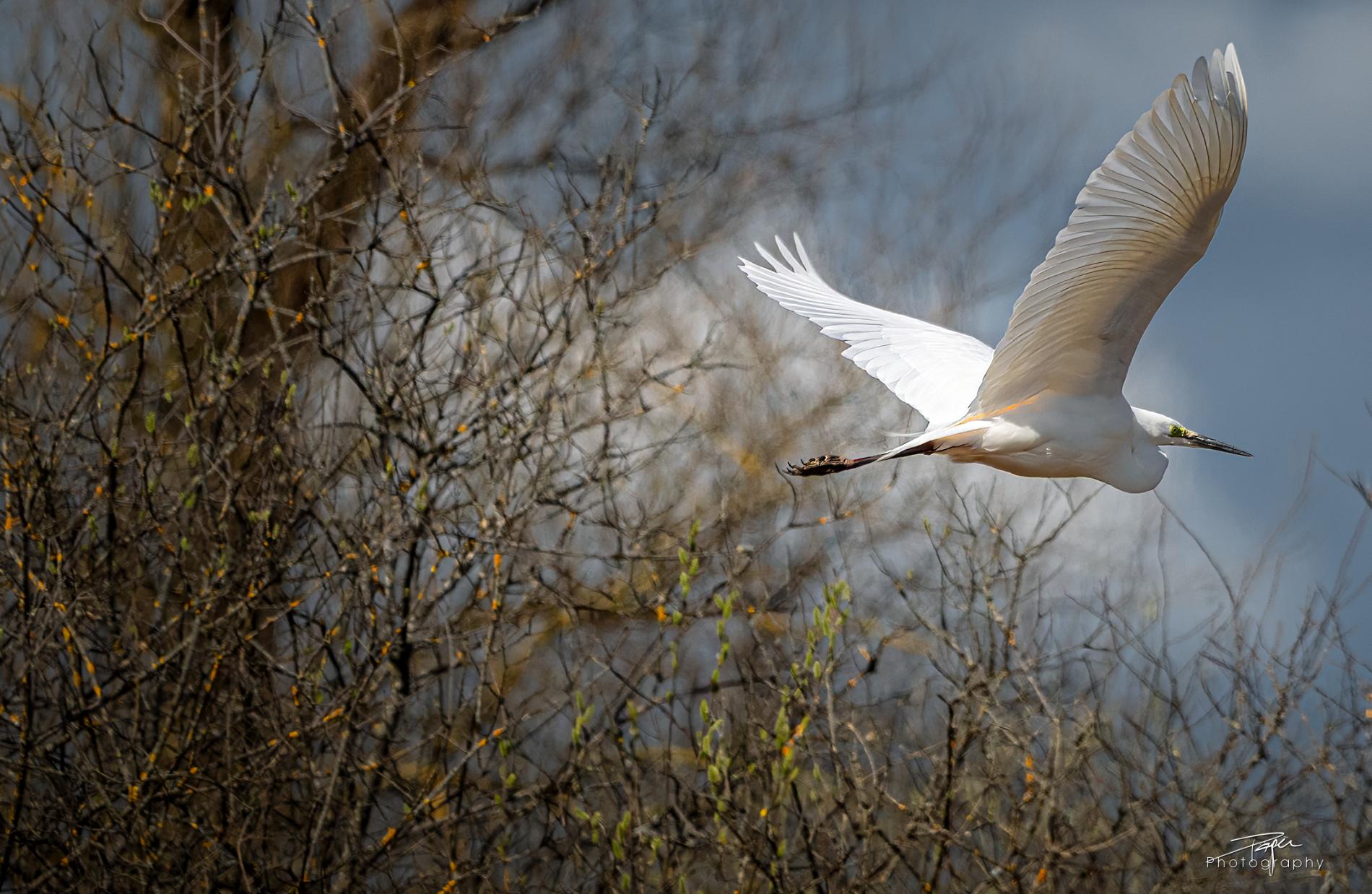 24.03.2025- Frühling