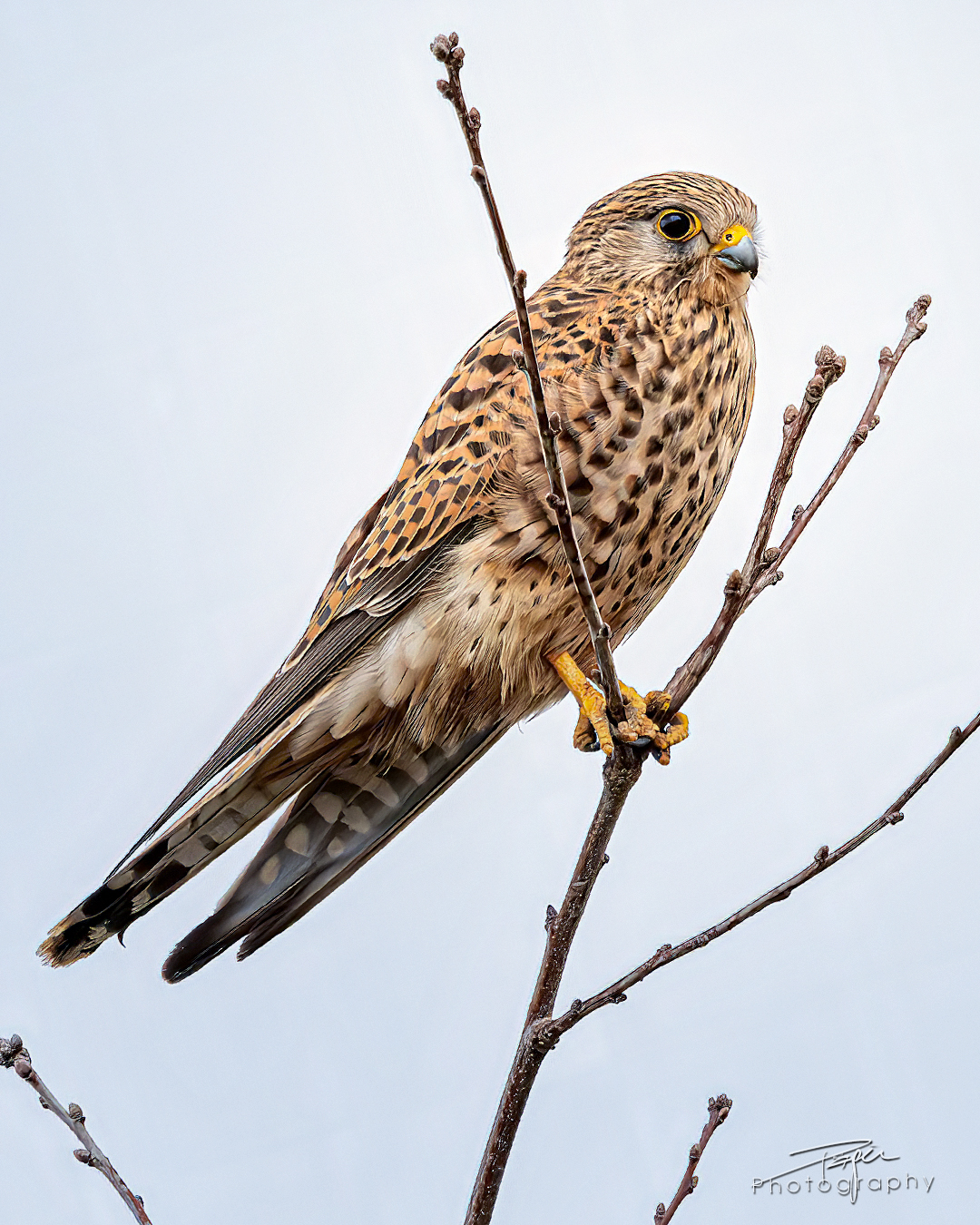 26.03.2025- Frühling