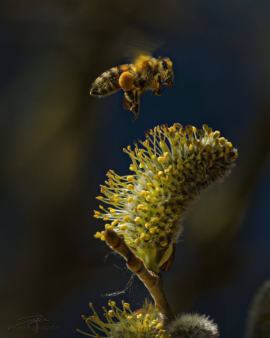 02.04.2025- Frühling
