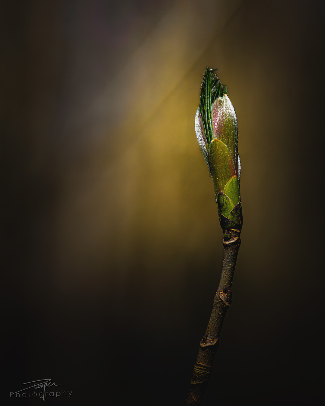 02.04.2025- Frühling