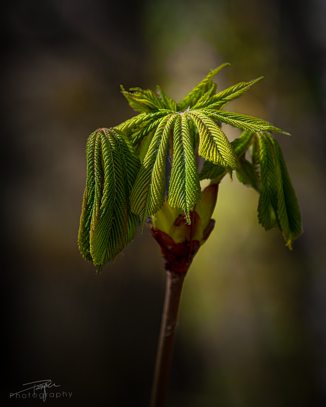 02.04.2025- Frühling