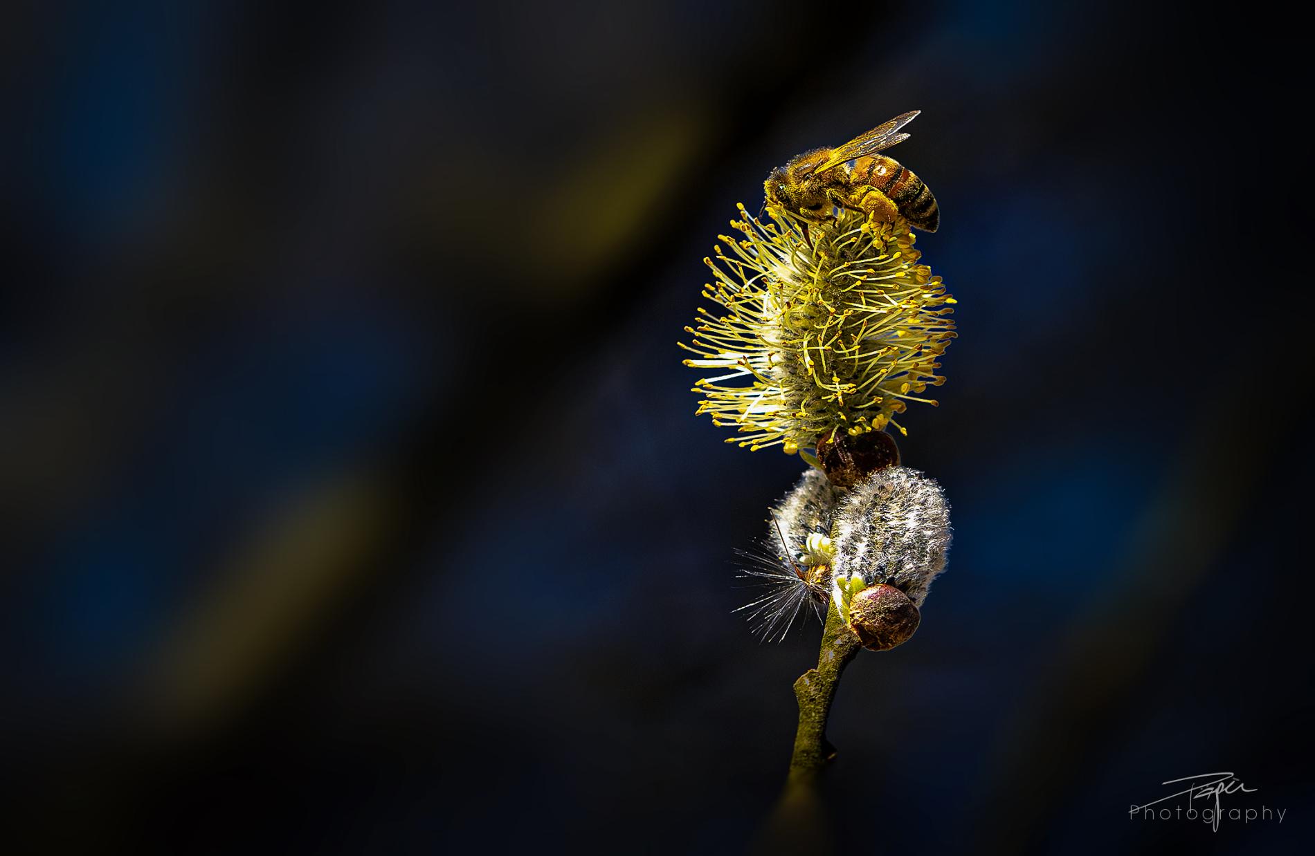 02.04.2025- Frühling