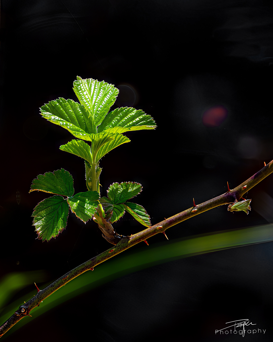 08.04.2025- Frühling